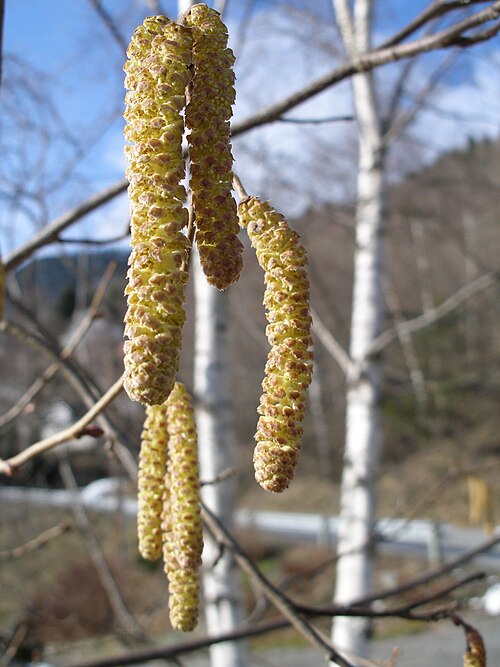 ハシバミ（Corylus avellana）の成熟した雄花序