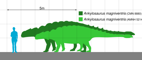 アンキロサウルスの輪郭に重ねた人間の輪郭