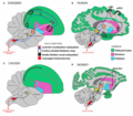 Vocalization subsystems in complex-vocal learners and limited-vocal learners.