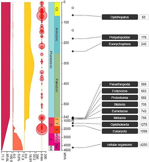 O. roseus の進化を示す図