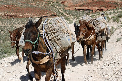 アリゾナ州の田舎で郵便配達をする（2008年）