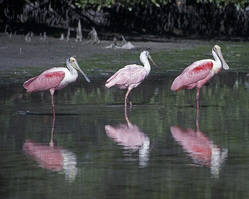 木々を背景に浅瀬を歩く3羽のベニヘラサギのカラー写真