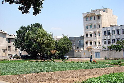 レイの住宅街で野菜を栽培しています。