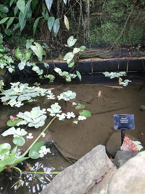 キューガーデンにあるピスティアが生い茂る池にいるメキシコサンショウウオ