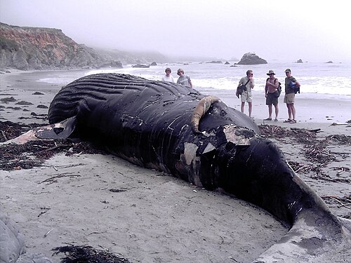 浜に打ち上げられたクジラと観察者を背景にした写真