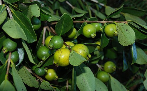 黄色い果実のチェリーグアバ（レモングアバとも呼ばれる） Psidium littorale var. littorale