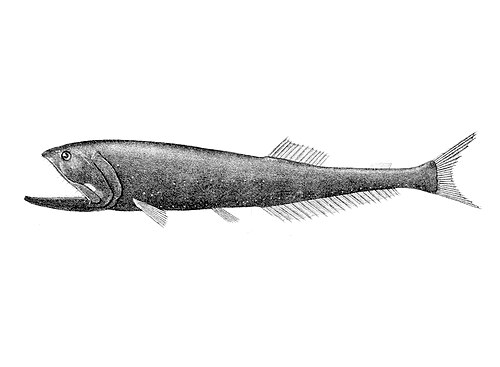 中深層に生息するヒゲクジラ類は、地球上で最も数の多い脊椎動物である可能性があるが、その生態についてはほとんど知られていない。