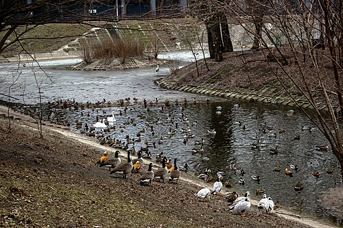 鳥の池
