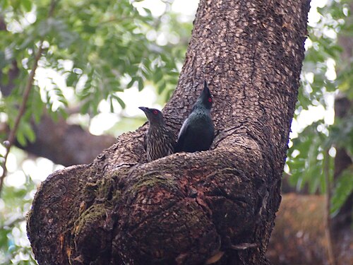 若いムクドリと成鳥の画像