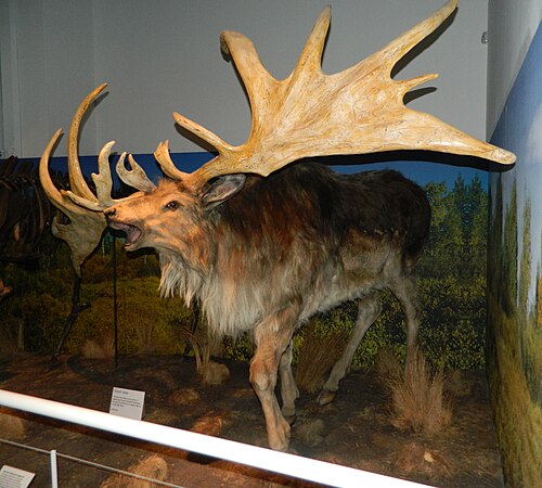 アイルランドヘラジカ（絶滅）