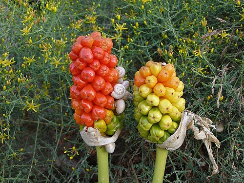 A. creticum