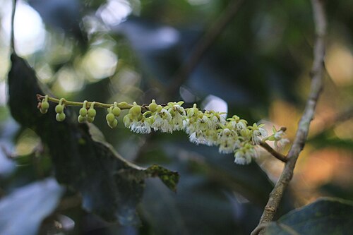 ルドラクシャの花