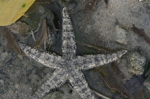 Archaster typicus、Archasteridae の一種