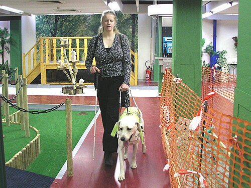 目の見えない女性が、さまざまな障害物があるテスト環境で盲導犬の使い方を学ぶ