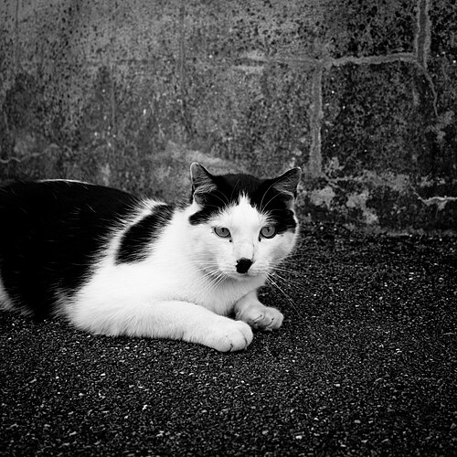 ヒトラーに少し似ている猫