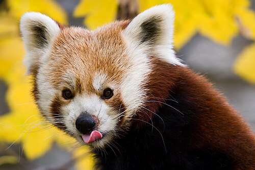 レッサーパンダの顔