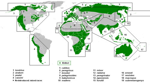 世界地図では、いくつかの大陸に緑色が示されていますが、絶滅したことを示すEでマークされた大きな空白地帯もいくつかあります。