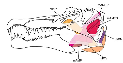 スピノサウルスの復元された頭蓋骨の筋肉の注釈付き図