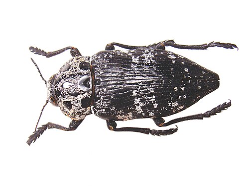 Capnodis cariosa (Chrysochroinae)
