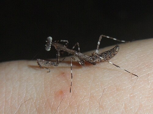 手の上の Deroplatys lobata 1 齢幼虫