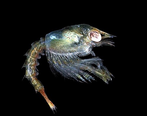 灰緑色の半透明の動物が横から見える。目は大きく光り輝き、大きな甲羅と長い吻のくぼみに位置している。甲羅とほぼ同じ長さの腹部が後方から突き出ており、甲羅の下には多数の脚があり、中には小さな爪を持つものもある。