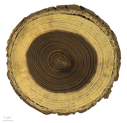 クワ - MHNT