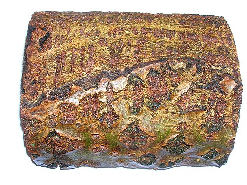 特徴的な皮目と、角質化した部分に異常な皮目があるハンノキ樹皮 (Alnus glutinosa)。