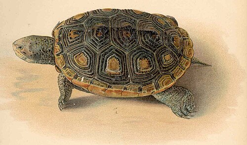 Mtmacrospilota