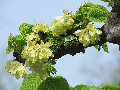 特徴的な狭いキャンパーダウンサマラエ。中心の茎側に種子が見える（ウィッチの典型）