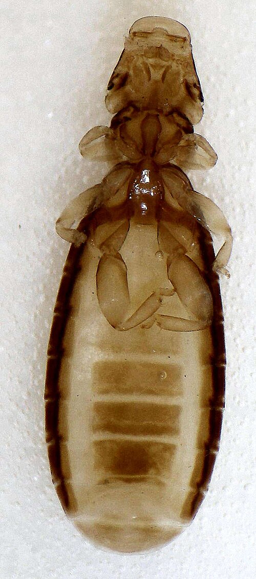 ヒレンジャクから発見されたアンブリセラ類のシラミ、Ricinus bombycillae