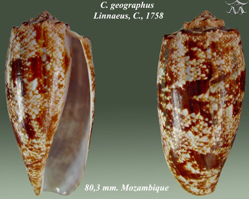 Conus geographus Linnaeus、C.、1758