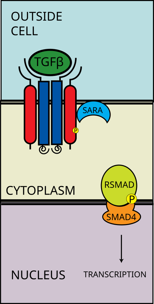 R-SMAD-coSMAD複合体が核に入る