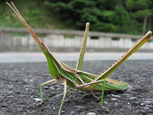 アクリダシネレア