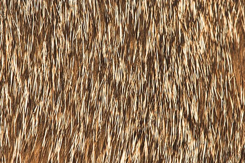 アビシニアン猫の毛皮のクローズアップ画像。「ティック」効果が現れています。