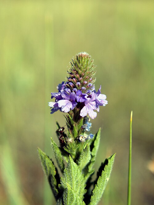 シロバナクマツヅラ（V. stricta）