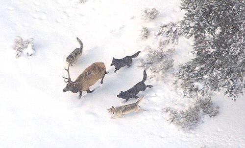 冬の時期に4頭のオオカミに追われる雄のヘラジカを捉えた航空写真
