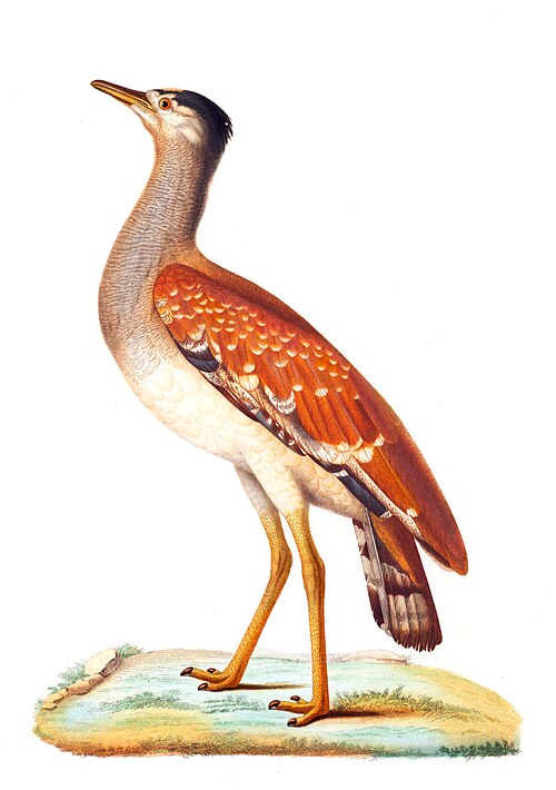 AJB ヴァイヤン (1817–1852) が描いたアラブのアルデオティス、アヌドゥーシュが彫刻