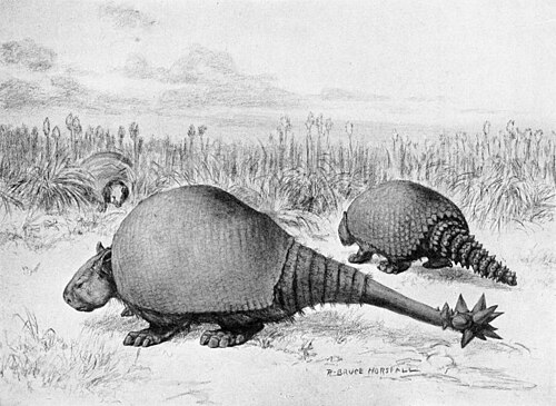 グリプトドン類のドエディクルス（手前）とグリプトドンの復元図
