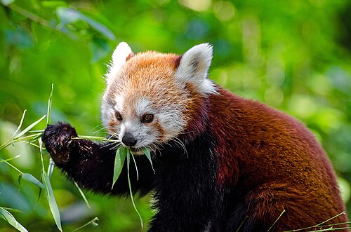植物につかまって食べているレッサーパンダ