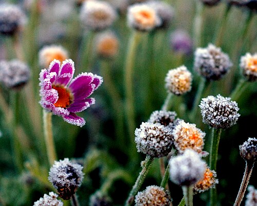 花びらの先端に霜が付着した花の写真。