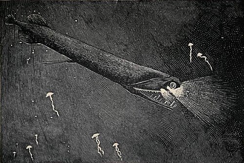 ストップライト・ルーズジョーは、赤い生物発光をする数少ない魚の一つです。獲物のほとんどは赤い光を感知できないため、この魚は実質的に目に見えない光線を使って狩りをすることができます。