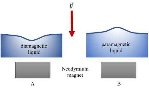 直接的な（A）モーゼ効果と逆の（B）モーゼ効果が示されている。