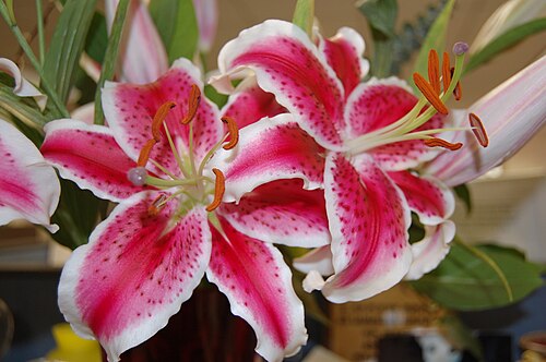 オリエンタルハイブリッドユリ - Lilium orientalis 'Stargazer'