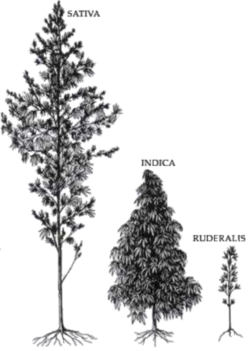 白黒の絵: C. sativa は背が高く、C. indica は真ん中、C. ruderalis は小さい