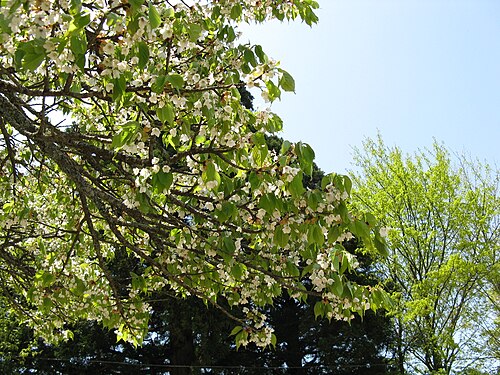 春の金剛桜