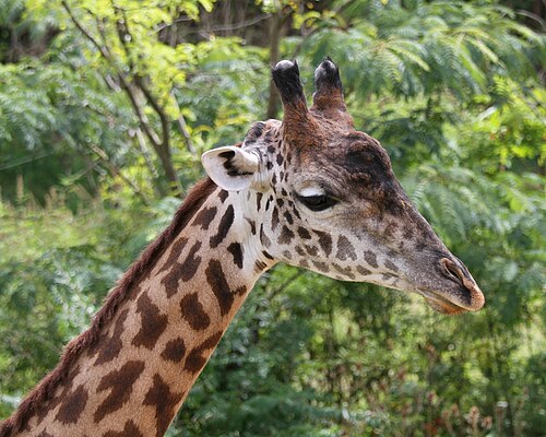シンシナティ動物園と植物園で撮影された頭部の詳細