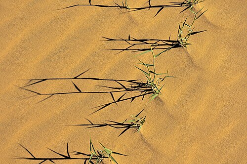 緩い砂地に生えるまばらな草