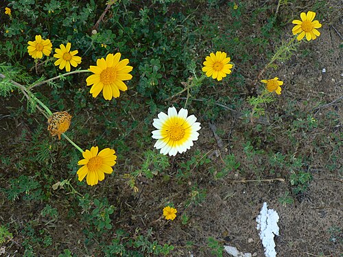 元の写真の縦横比は1.333です。右下には白いゴミが、右上には枯れた花が写っていますが、どちらも不要なものです。