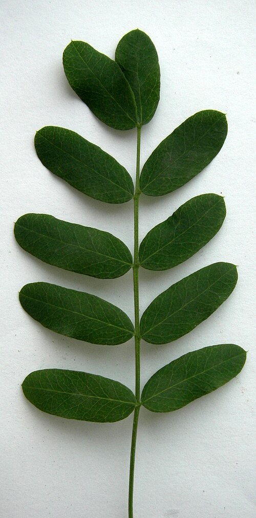 10枚の小葉を持つマメ科植物の羽状葉