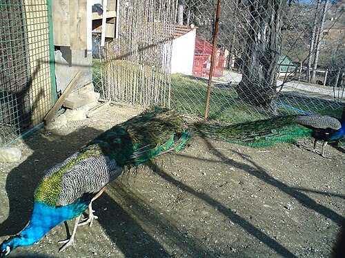 ビトラ動物園で見つかった多くのクジャクのうちの 2 羽。